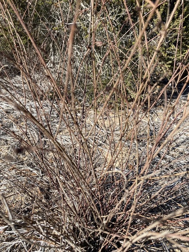 Acmispon glaber, photograph 2
