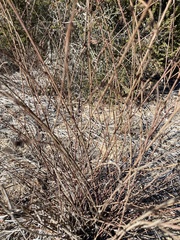 Acmispon glaber, photograph author not stated, no rights reserved