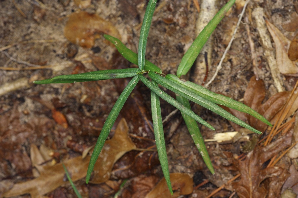 Thyrsanthella difformis; photograph (c) Michelle W. (鍾偉瑋), some rights reserved (CC BY)