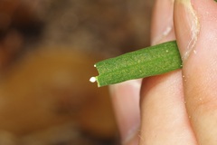 (c) Michelle W. (鍾偉瑋), some rights reserved (CC BY) Thyrsanthella difformis, photograph (c) Michelle W. (鍾偉瑋), some rights reserved (CC BY)