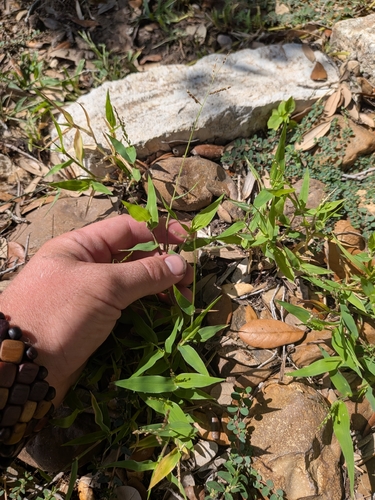 Urochloa reptans