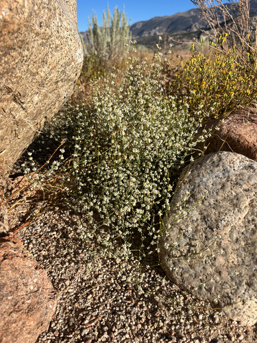 iNaturalist observation photo of Bailey's Buckwheat