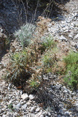 Ptilostemon hispanicus