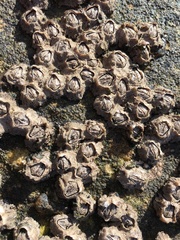 Notochthamalus scabrosus