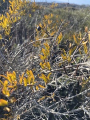 Cneoridium dumosum, photograph author not stated, no rights reserved