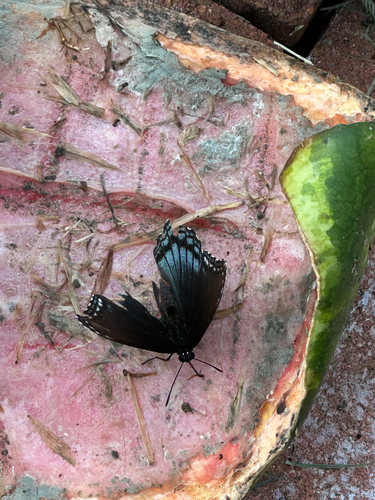 Red-spotted Purple