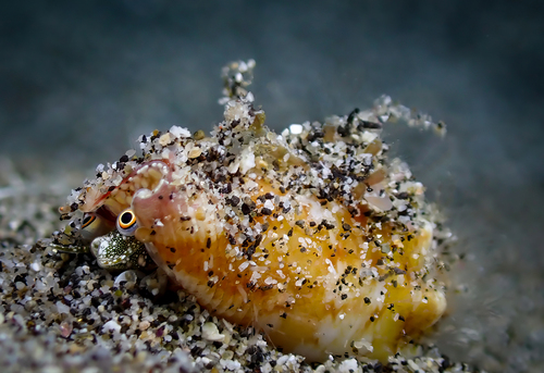 Tridentarius dentatus observed 2026-01-25