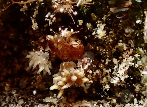 Lybia edmondsoni observed 2026-08-29