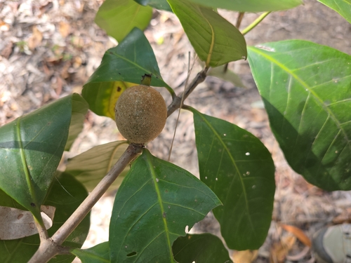 Atractocarpus sessilis observed 2026-09-14