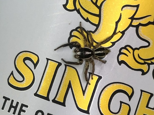 Pantropical Jumping Spider