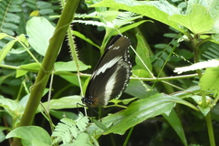 Hypolimnas salmacis salmacis