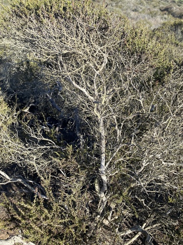 Adenostoma fasciculatum, photograph 4