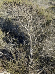 Adenostoma fasciculatum, photograph author not stated, no rights reserved