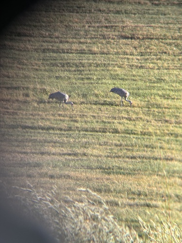 Sandhill Crane