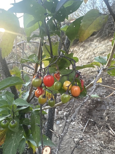 bittersweet nightshade