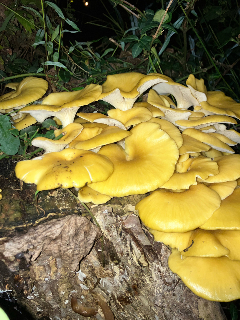 Golden Oyster Mushroom · September 2026 · photo: Photo: no rights reserved · iNaturalist