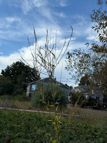 Oenothera curtiflora, photograph 3