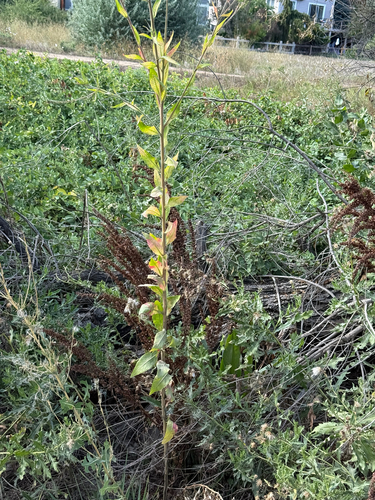 Oenothera curtiflora, photograph 4