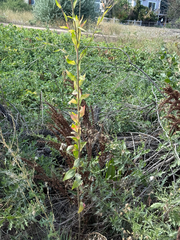 Oenothera curtiflora, photograph (c) Jared Lincenberg, some rights reserved (CC BY)