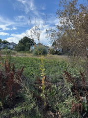 Oenothera curtiflora, photograph (c) Jared Lincenberg, some rights reserved (CC BY)