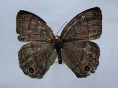 Cissia pompilia
