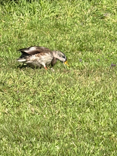 Mallard