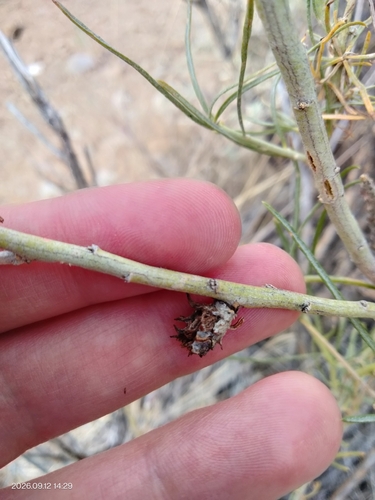 Cotton-gall Midge