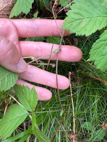 Rubus pubescens, photograph 2