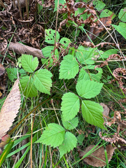 (c) Shanze Yoell, some rights reserved (CC BY) Rubus pubescens, photograph (c) Shanze Yoell, some rights reserved (CC BY)