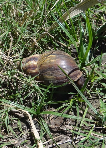 African Giant Snail