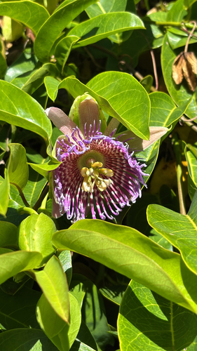 Passiflora laurifolia observed 2026-09-13