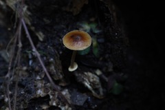 Conocybe filaris