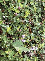 Ceanothus prostratus