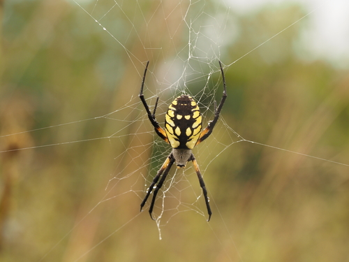 Yellow Garden Spider