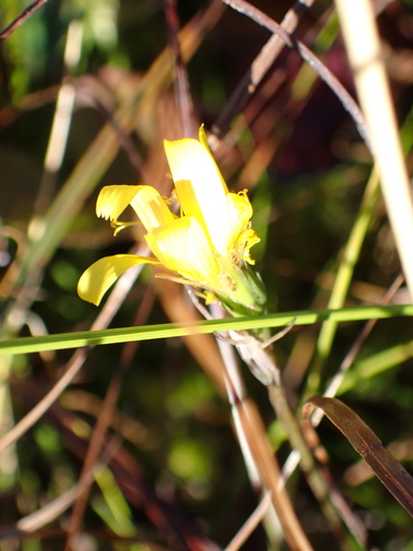 northern microseris