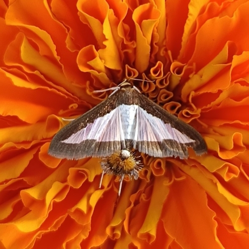 Cucumber Moth