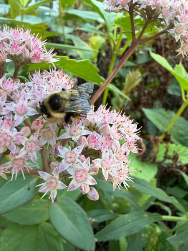 Common Eastern Bumble Bee