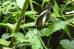 Hypolimnas salmacis salmacis