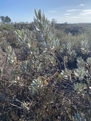author not stated, no rights reserved Eriodictyon crassifolium, photograph author not stated, no rights reserved