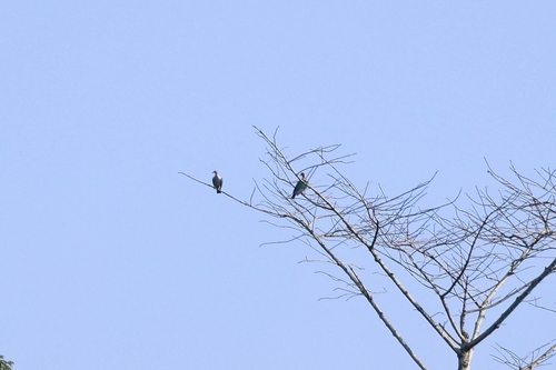 Green Imperial Pigeon