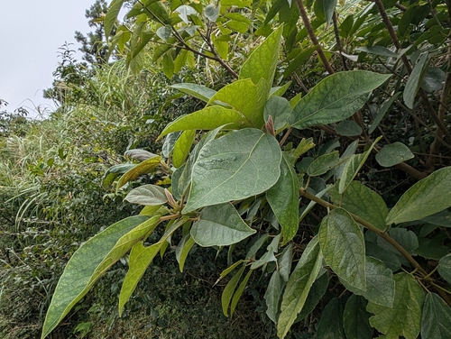 Ficus erecta