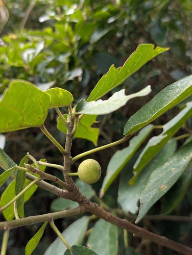 Ficus erecta, photograph 1