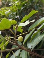 Ficus erecta, photograph (c) Francisca Wu, some rights reserved (CC BY)