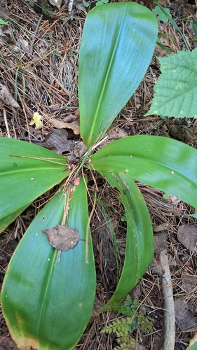 Clintonia udensis, photograph 2