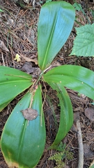 Clintonia udensis, photograph (c) Violetta Dzizyurova, some rights reserved (CC BY)