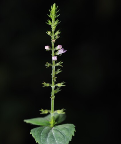Mosla scabra, photograph 6