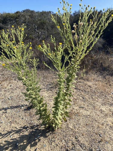 Heterotheca grandiflora, photograph 5