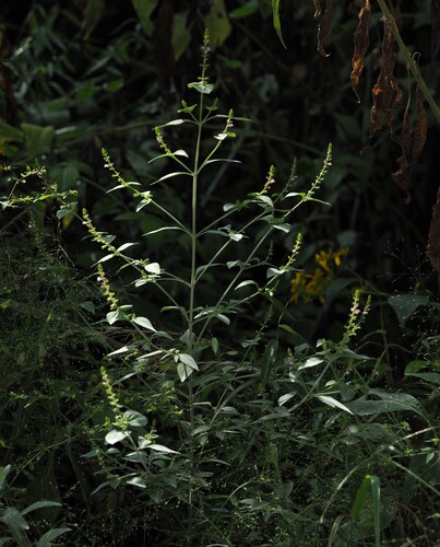 Mosla scabra, photograph 5