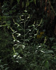 Mosla scabra, photograph author not stated, no rights reserved