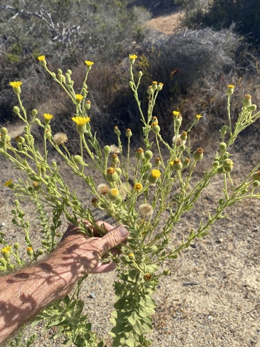 Heterotheca grandiflora, photograph 6